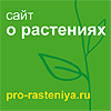 //www.pro-rasteniya.ru